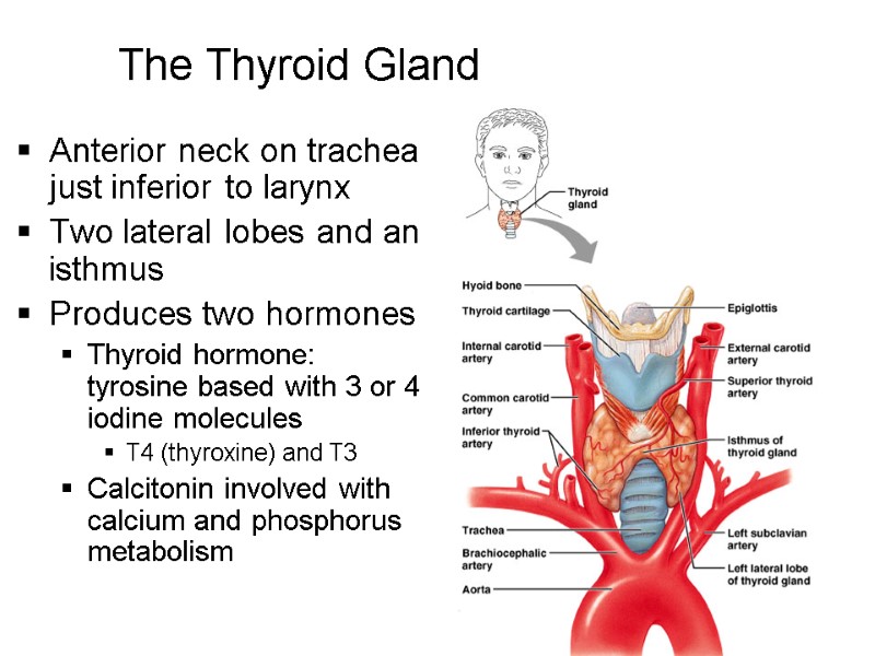 15 The Thyroid Gland Anterior neck on trachea just inferior to larynx Two lateral